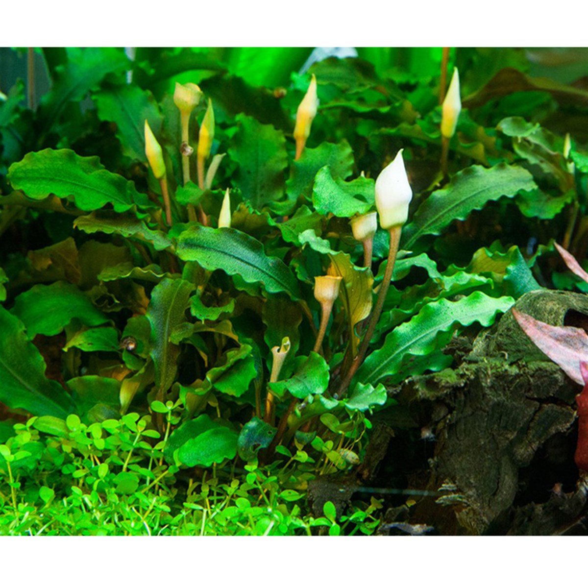 Bucephalandra pygmaea 'Bukit Kelam' (In Vitro)139TC