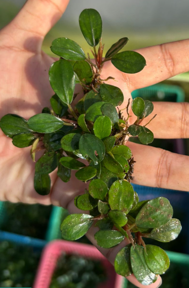 BUCEPHALANDRA SAPHİRE RED PORSİYONB1305