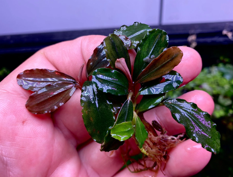 BUCEPHALANDRA SERENADE PORSİYONB1253