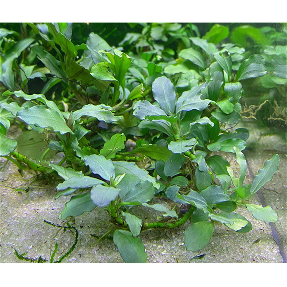 Bucephalandra Silver AuroraSBC019