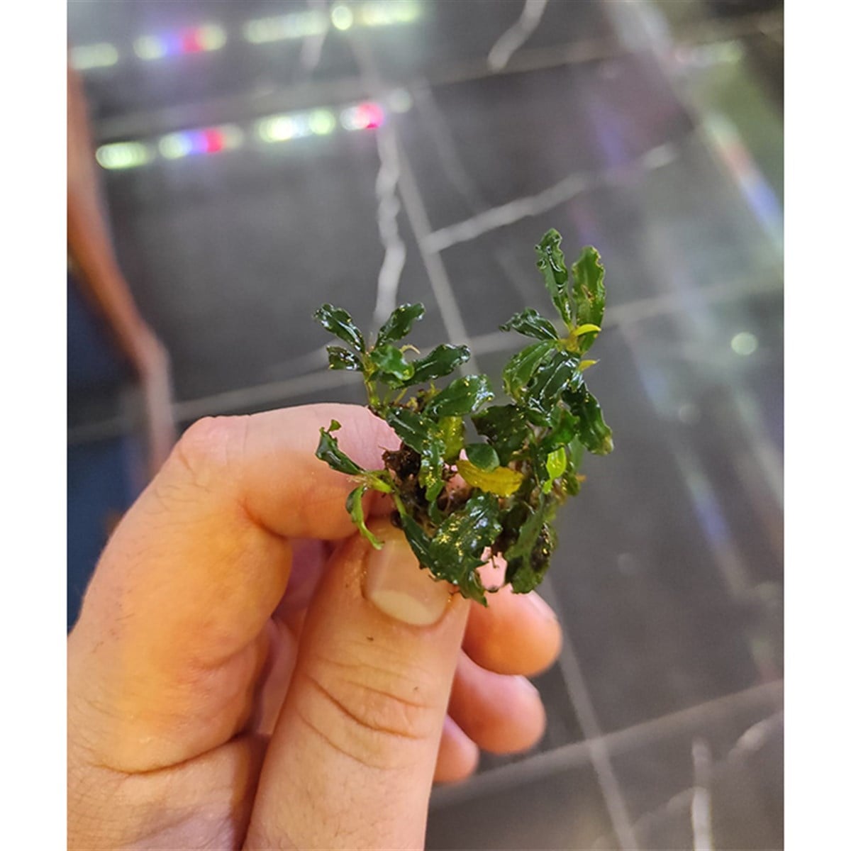 Bucephalandra Silver AuroraSBC019