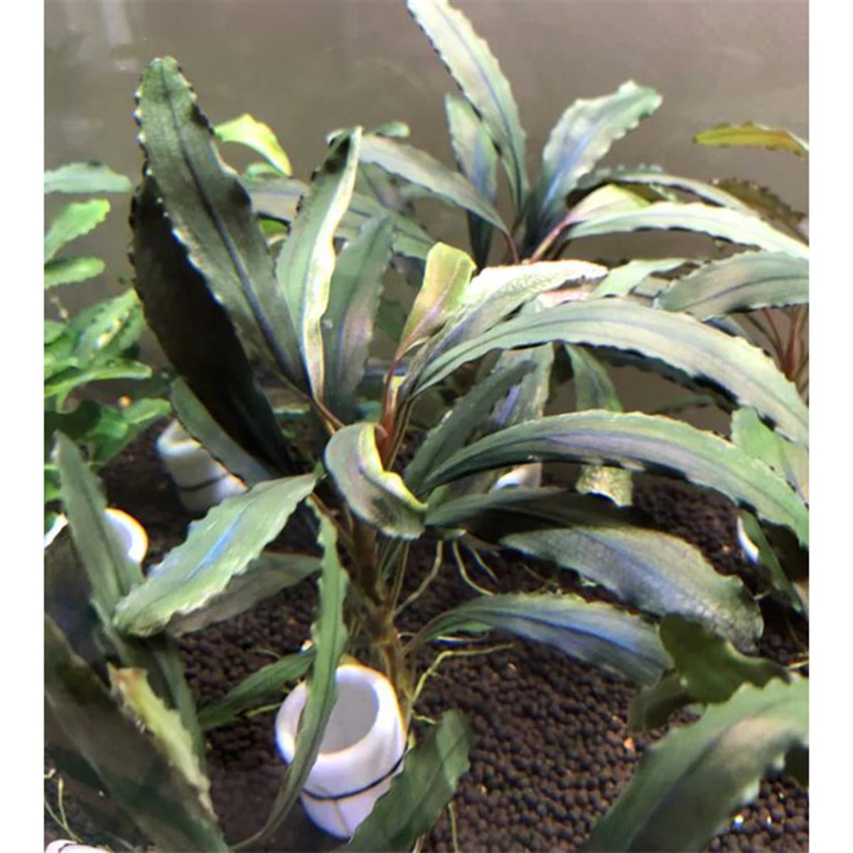 Bucephalandra sp.lo blackSBL022
