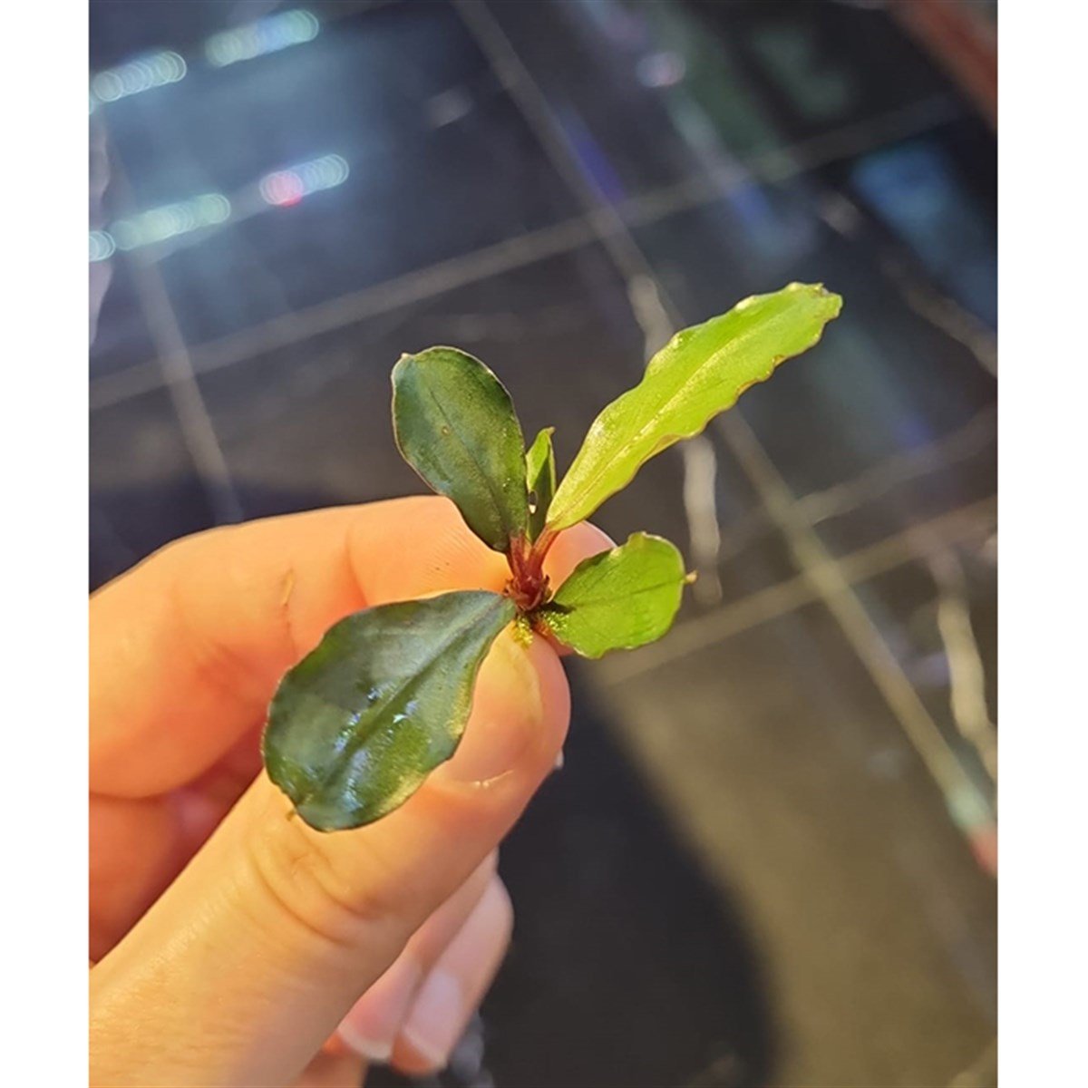 Bucephalandra sp.lo blackSBL022