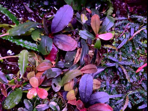 Bucephalandra Splendor PurpleB33SP