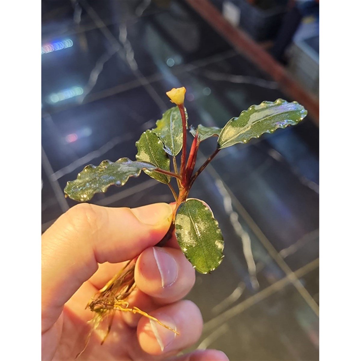 Bucephalandra super blueSBL015
