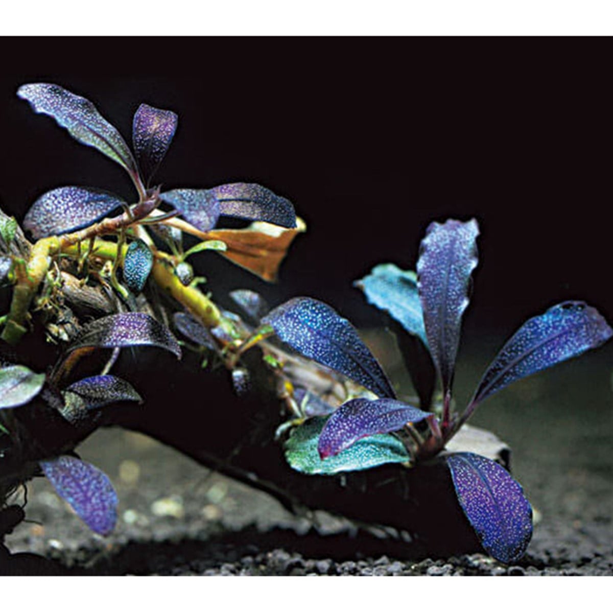 Bucephalandra super blueSBL015