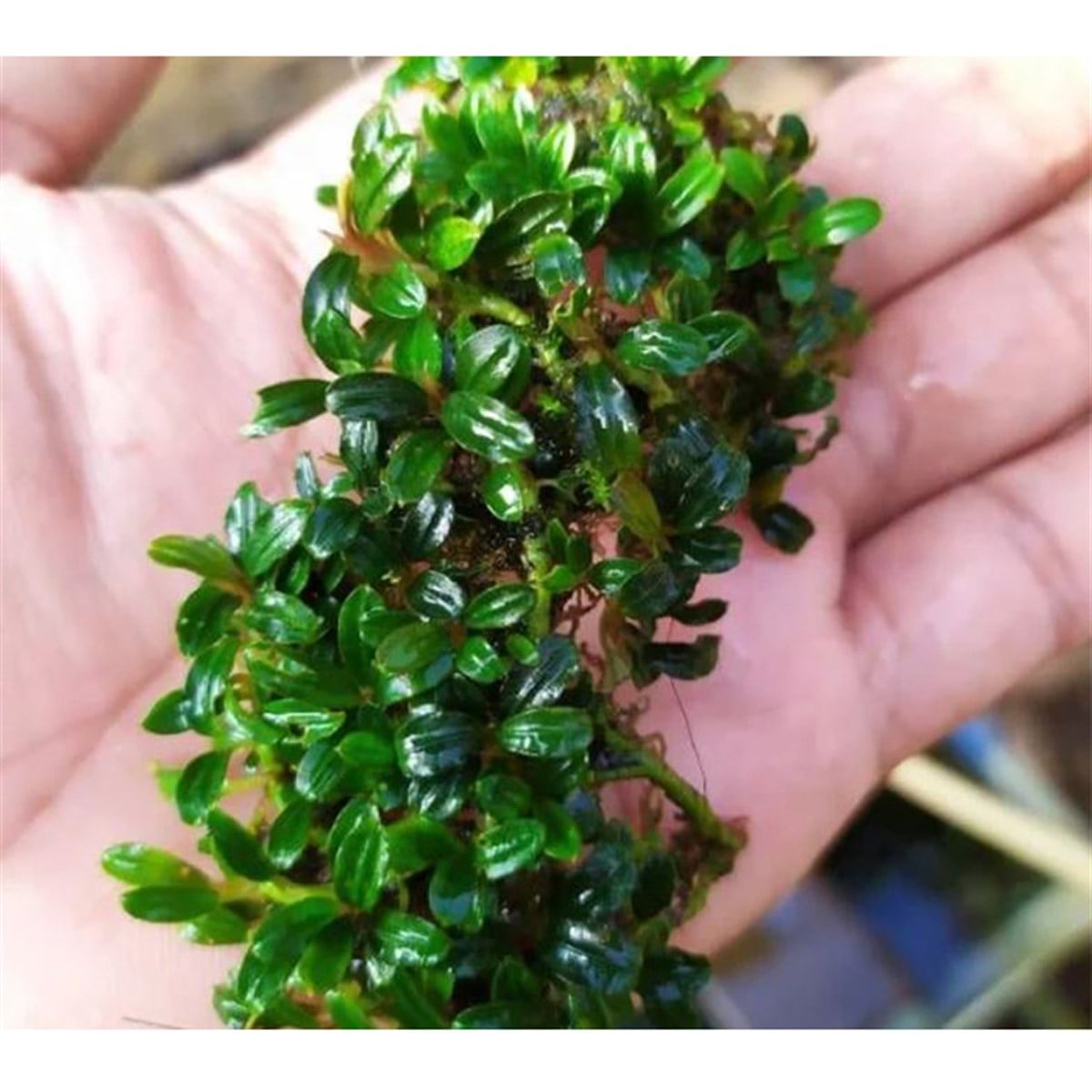 Bucephalandra Super MiniSBL528