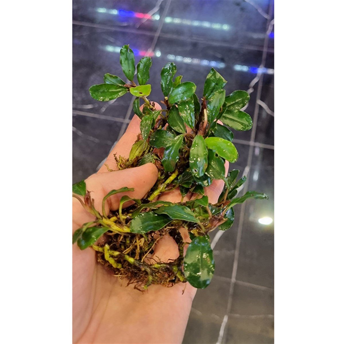 Bucephalandra VenusVenus