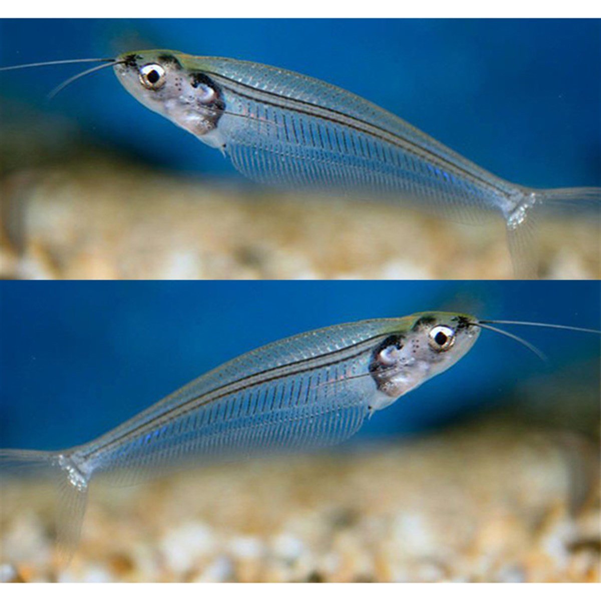 BUZ BALIĞIcanlı-17