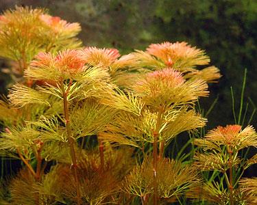 Cabomba REDSP1043