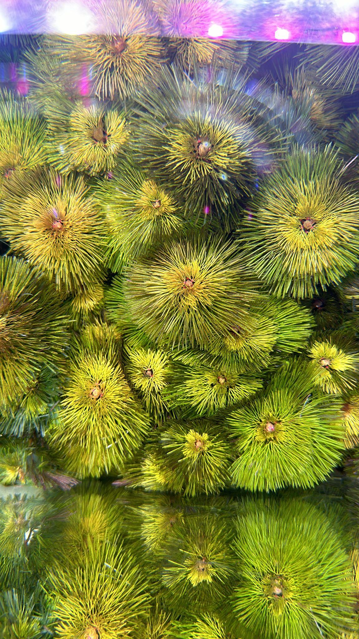 Cabomba REDSP1043