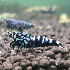 CARİDİNA BLACK FANCY KARİDES 2 ADETCRBLACK