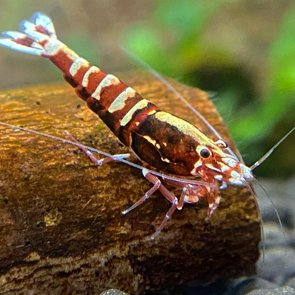 CARİDİNA GALAXY FİSHBONE KARİDES 2 ADETCRGALAXY