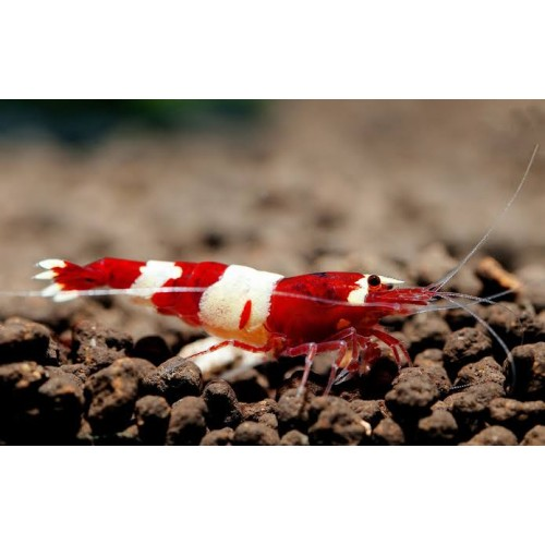 CARİDİNA PRL 3 BANT KARİDES 2 ADETCRPRL