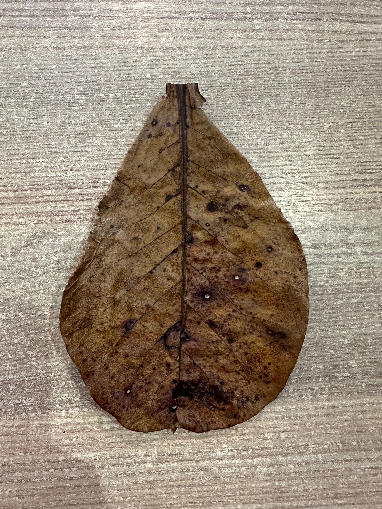 Catappa Yaprağı L Boy (13-15cm) 10'lu paketCATL