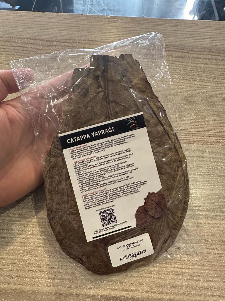 Catappa Yaprağı L Boy (15 cm) 5'li paketCatappa
