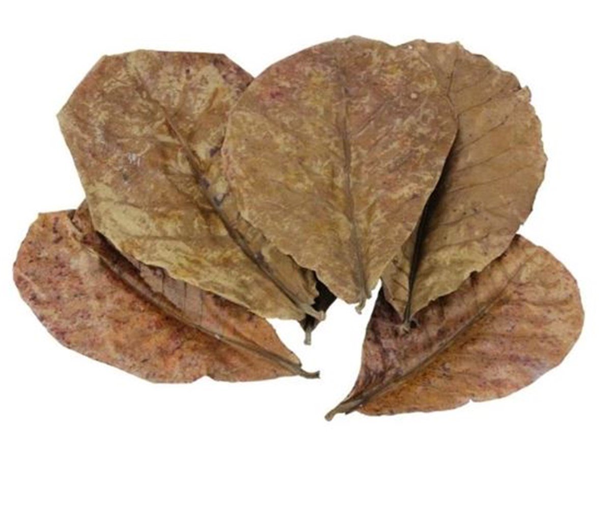 Catappa Yaprağı L Boy (15 cm) 5'li paketCatappa