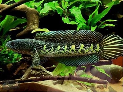 CHANNA AURANTİMACULATA