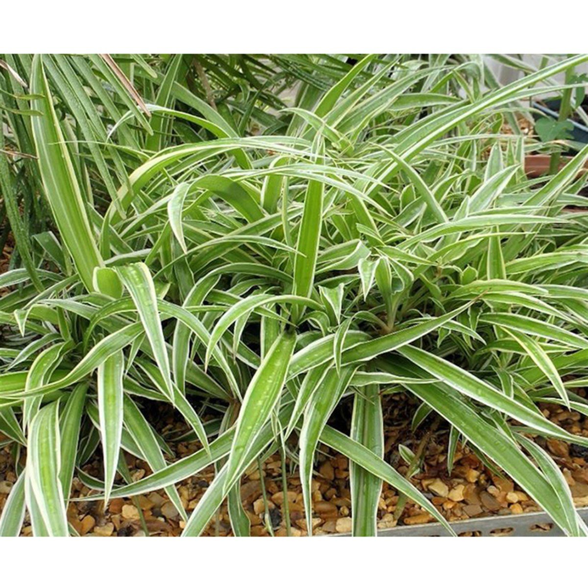 Chlorophytum Bichetii3047