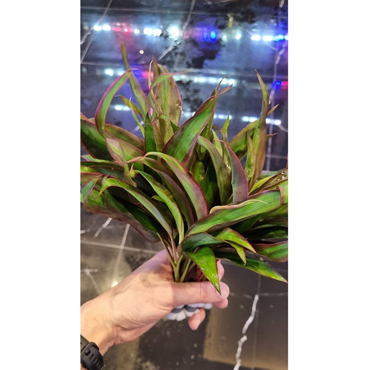 Cordyline Red Edge3049