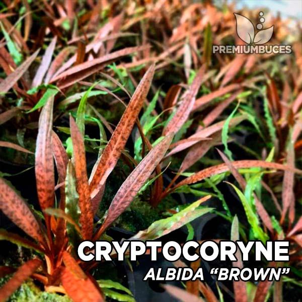 CRYPTOCORİNE ALBİDA BROWNSP1062