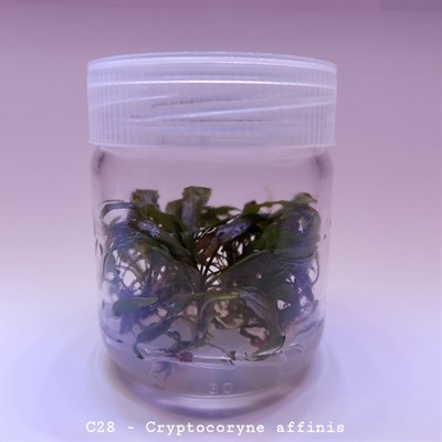 CRYPTOCORYNE AFFİNİS IN VITRO 200 CC DEV KAVANOZ