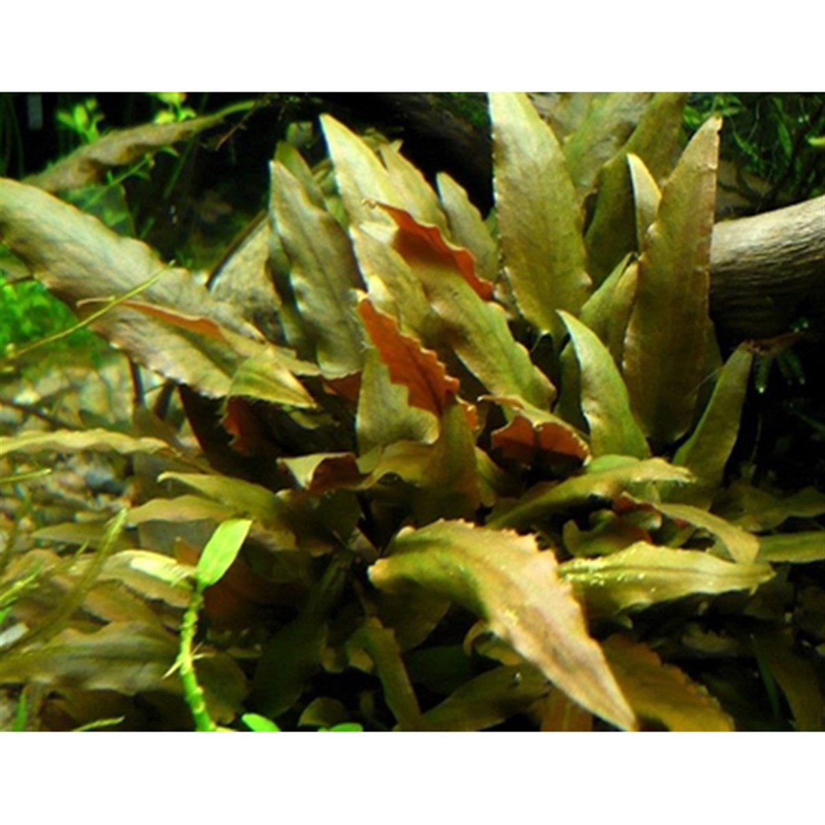 Cryptocoryne becketiiSP1052