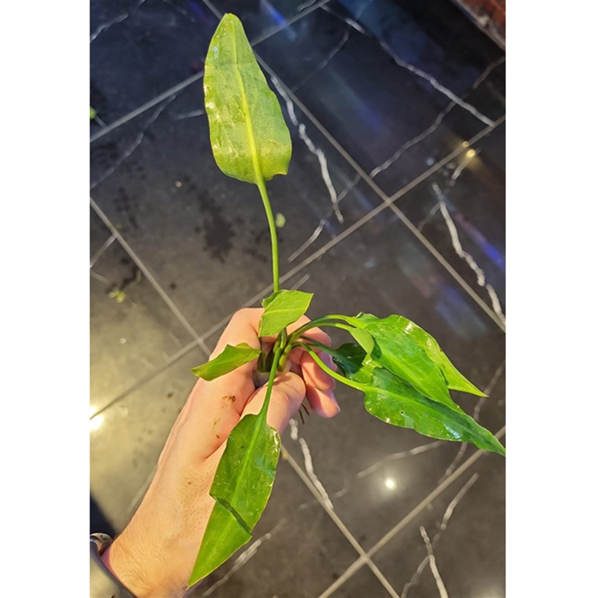 Cryptocoryne cilliataSP1053