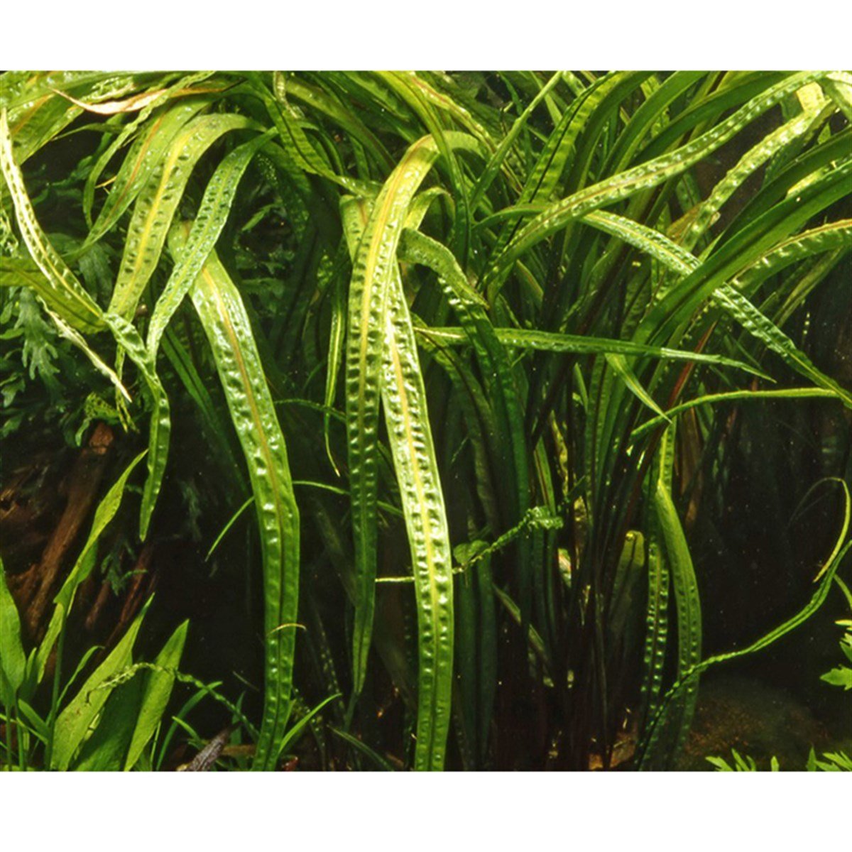 Cryptocoryne crispatula (In Vitro)125TC