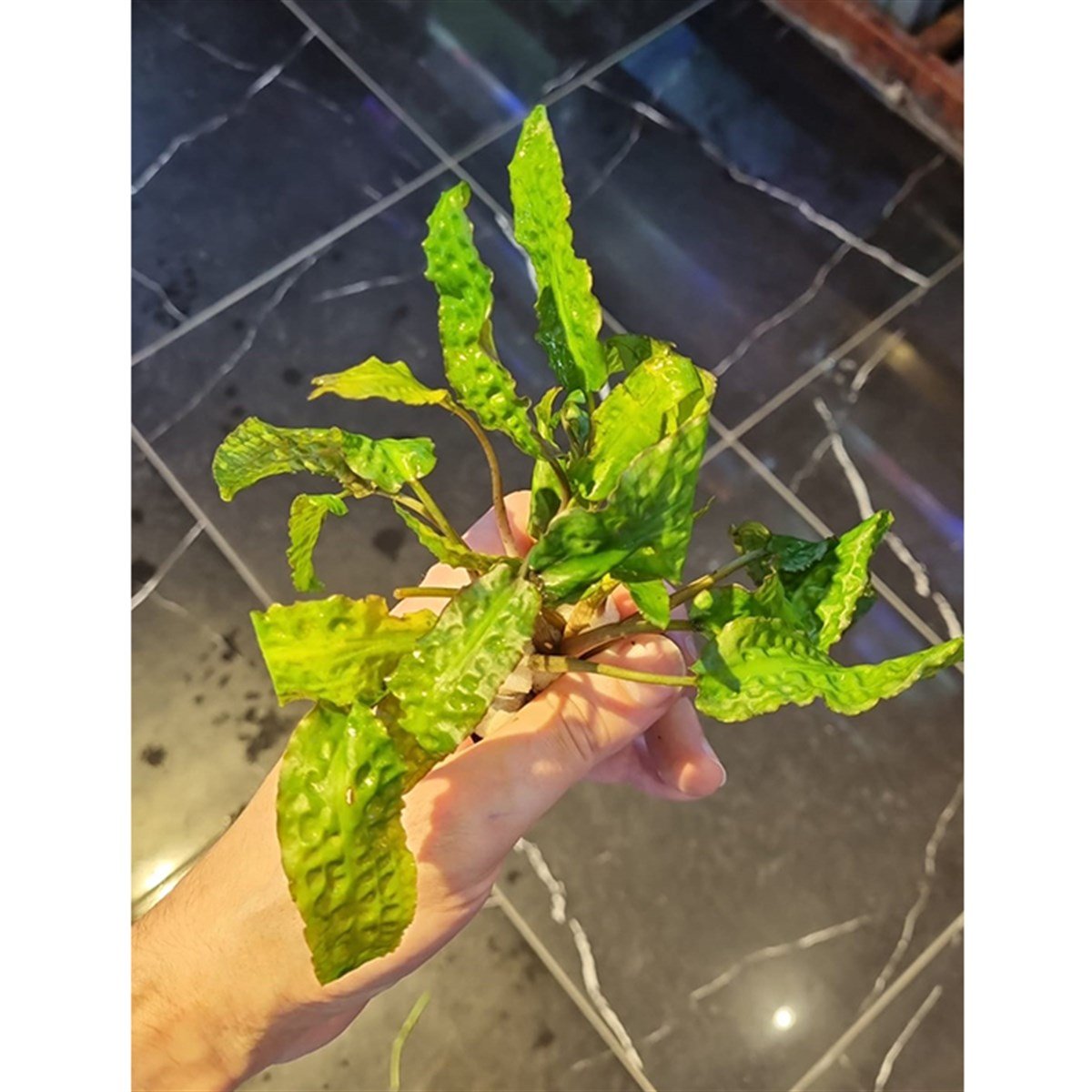 Cryptocoryne hudoroiSP1060A