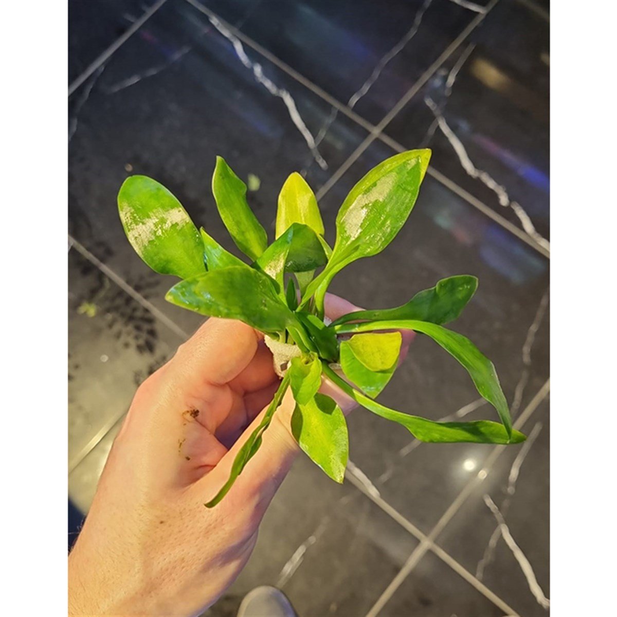 Cryptocoryne linguaSP1054