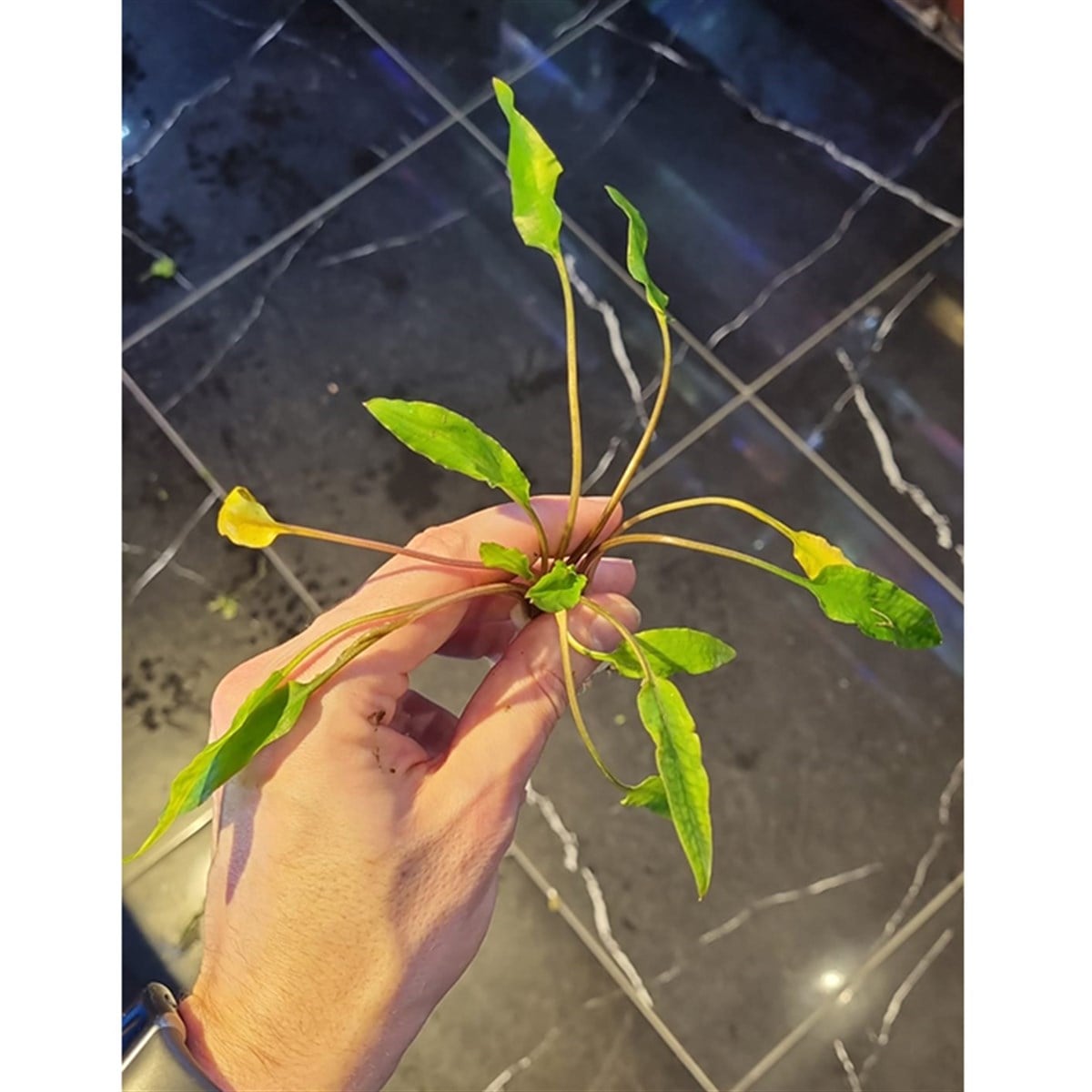 Cryptocoryne lucensSP1055