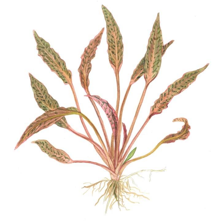 CRYPTOCORYNE NURİİ IN VITRO-TROPİCA126TC