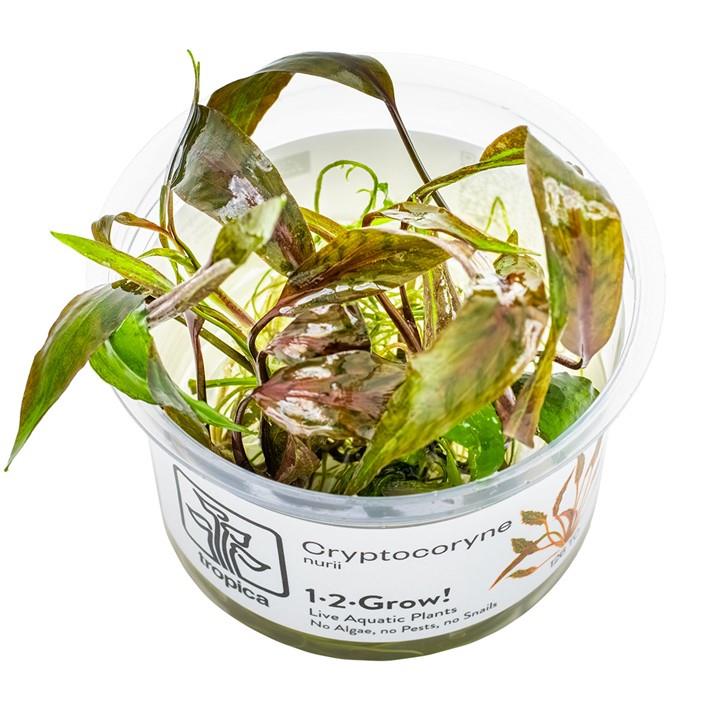 CRYPTOCORYNE NURİİ IN VITRO-TROPİCA126TC
