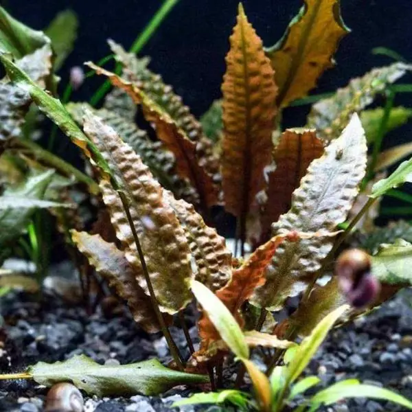 CRYPTOCORYNE PARVA IN VITRO-TROPİCA106TC