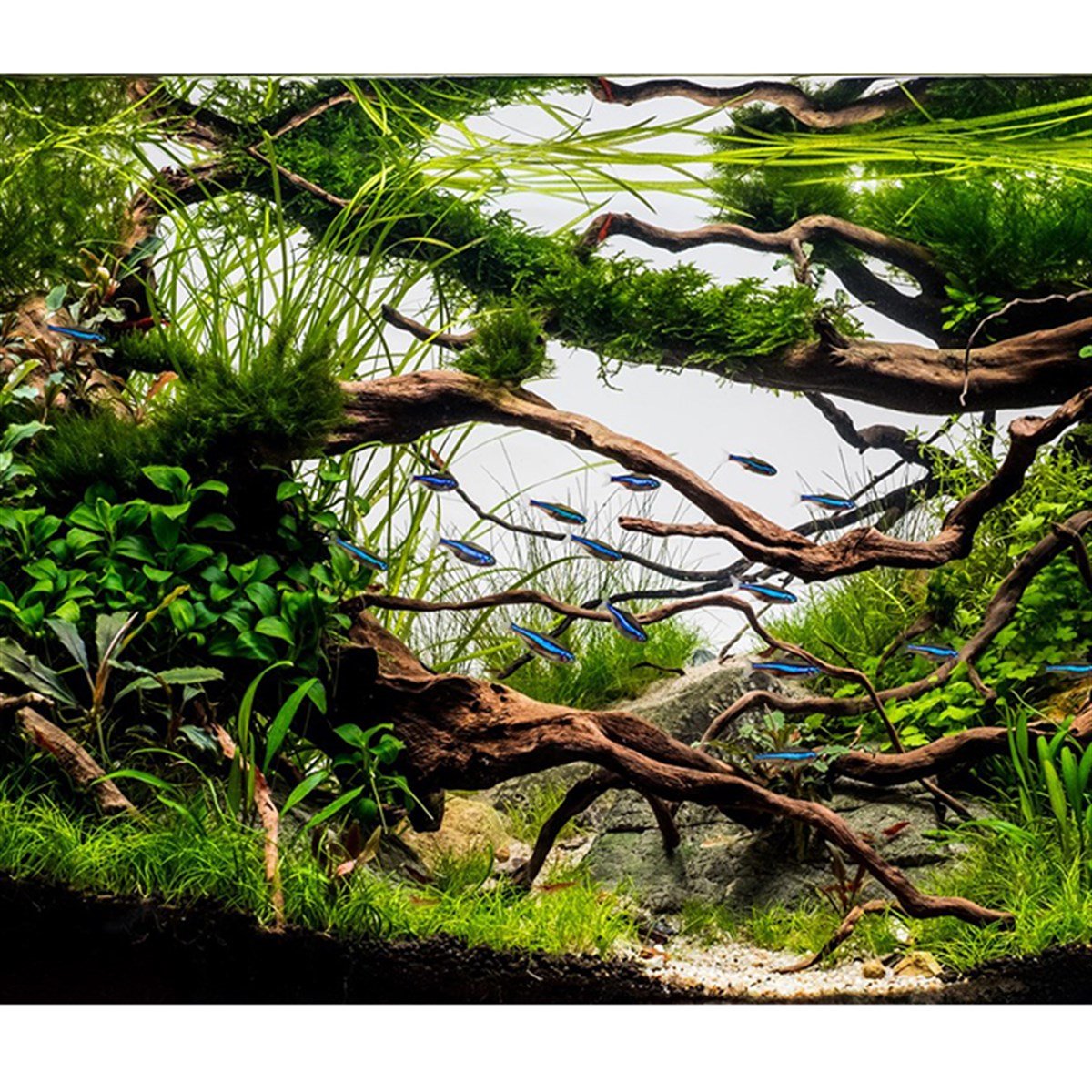 Cryptocoryne parva (In Vitro)106TC