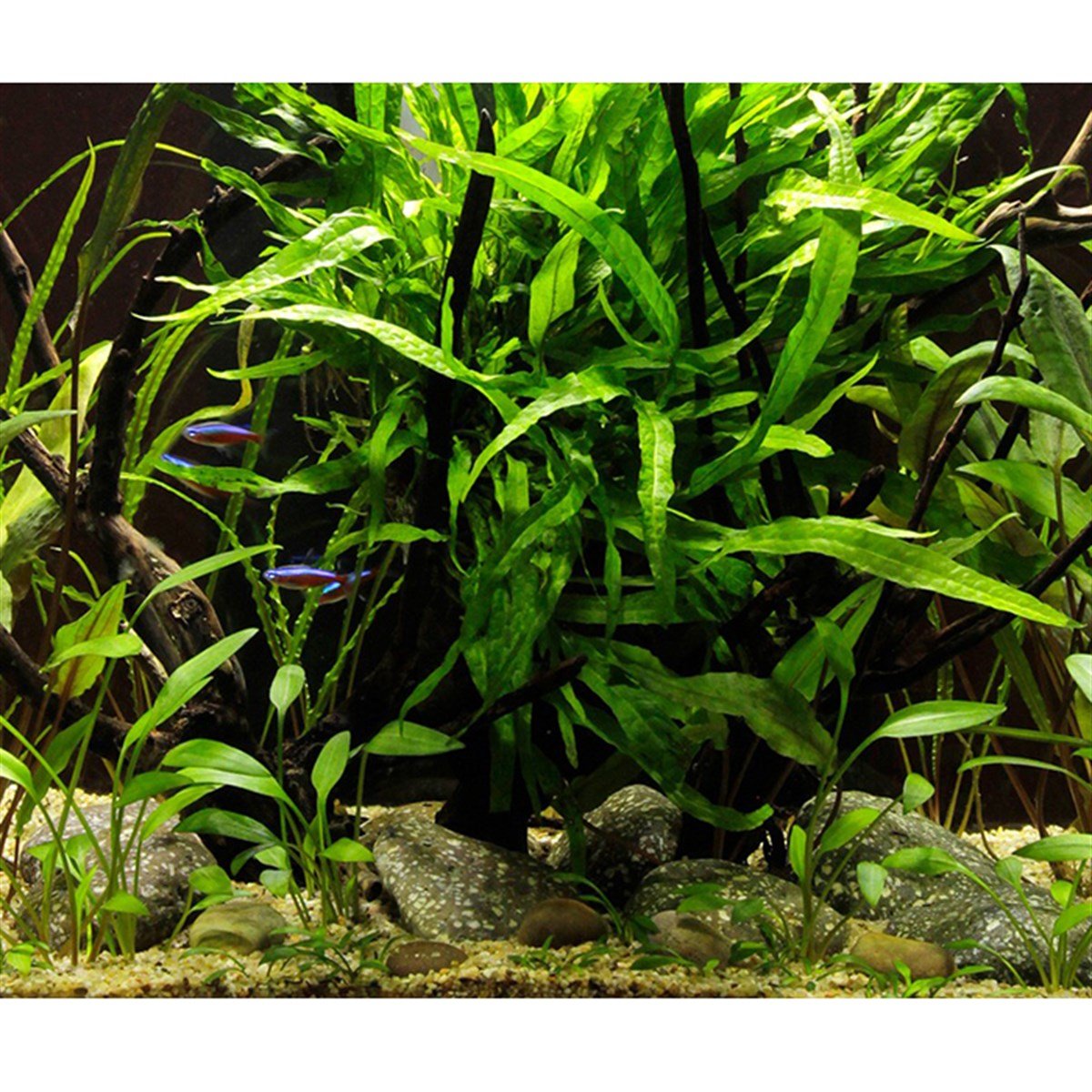 Cryptocoryne parva (In Vitro)106TC