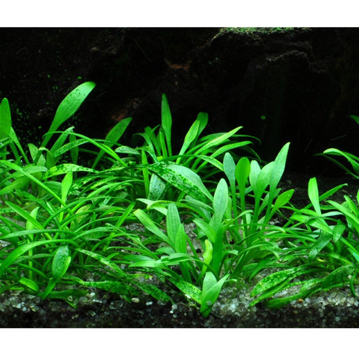 Cryptocoryne parva (In Vitro)106TC