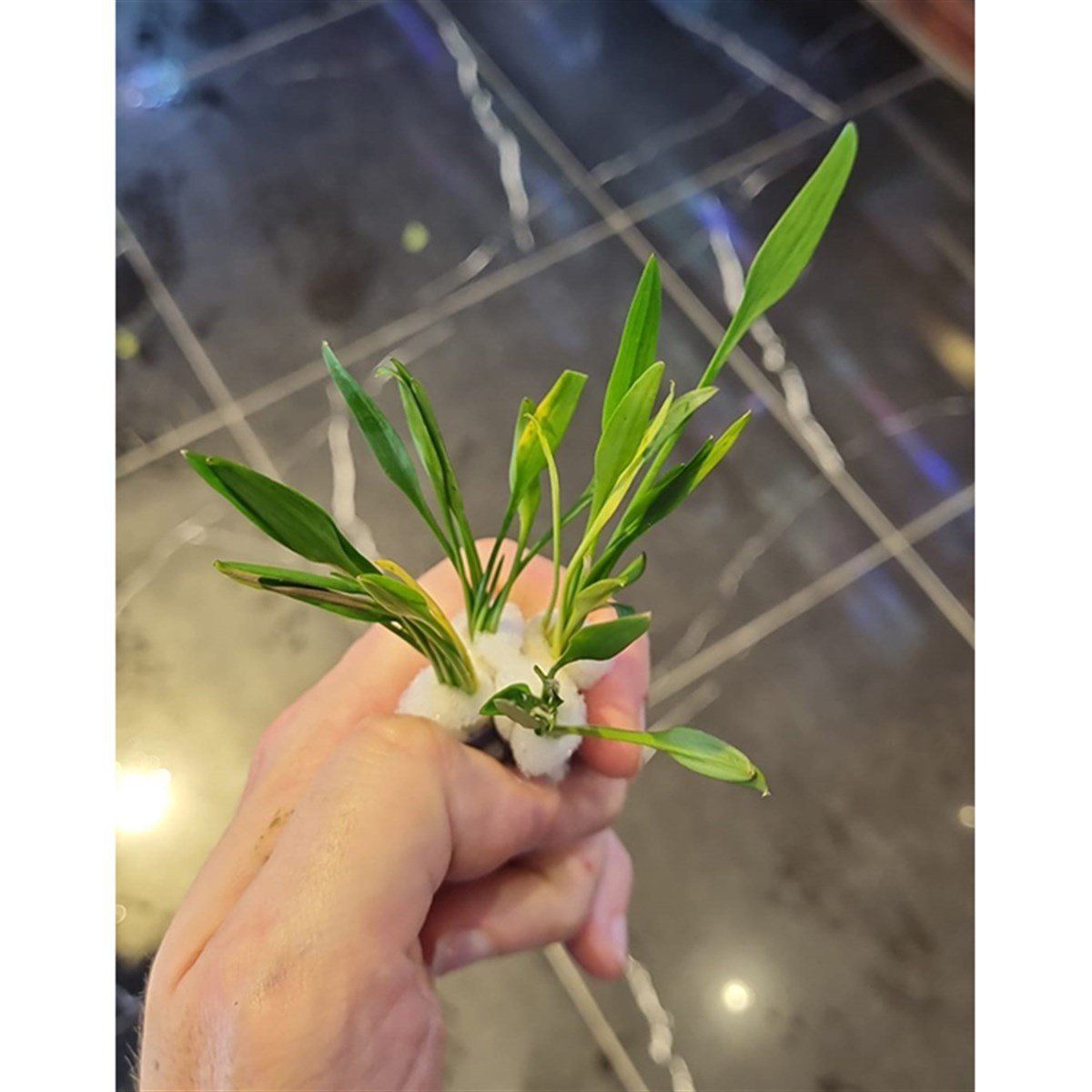 Cryptocoryne parvaSP1061