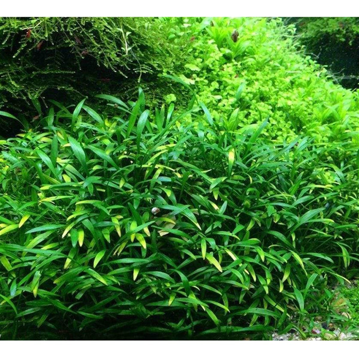 Cryptocoryne parvaSP1061