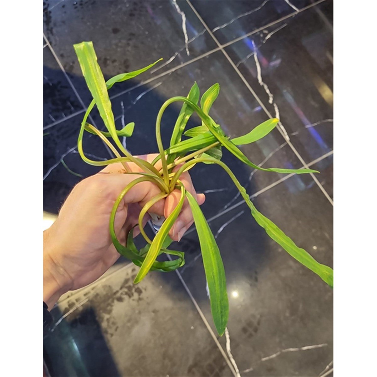 Cryptocoryne spiralisSP1059
