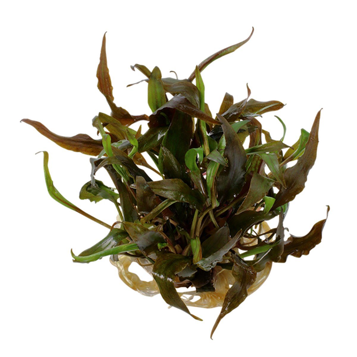 Cryptocoryne undulatus 'Red' (In Vitro)110BTC