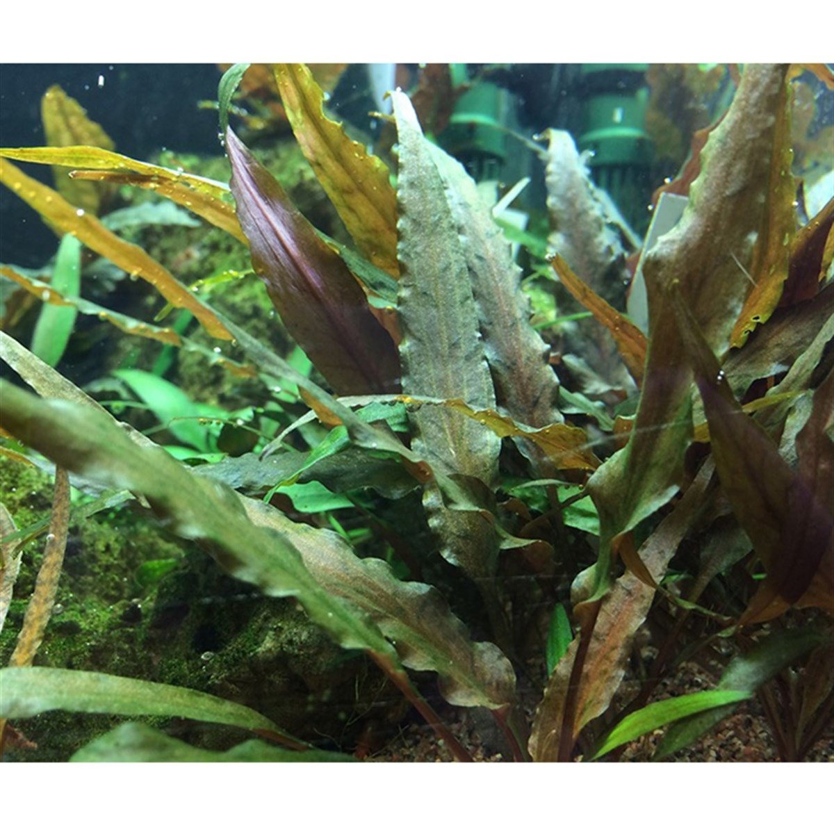 Cryptocoryne undulatus 'Red' (In Vitro)110BTC