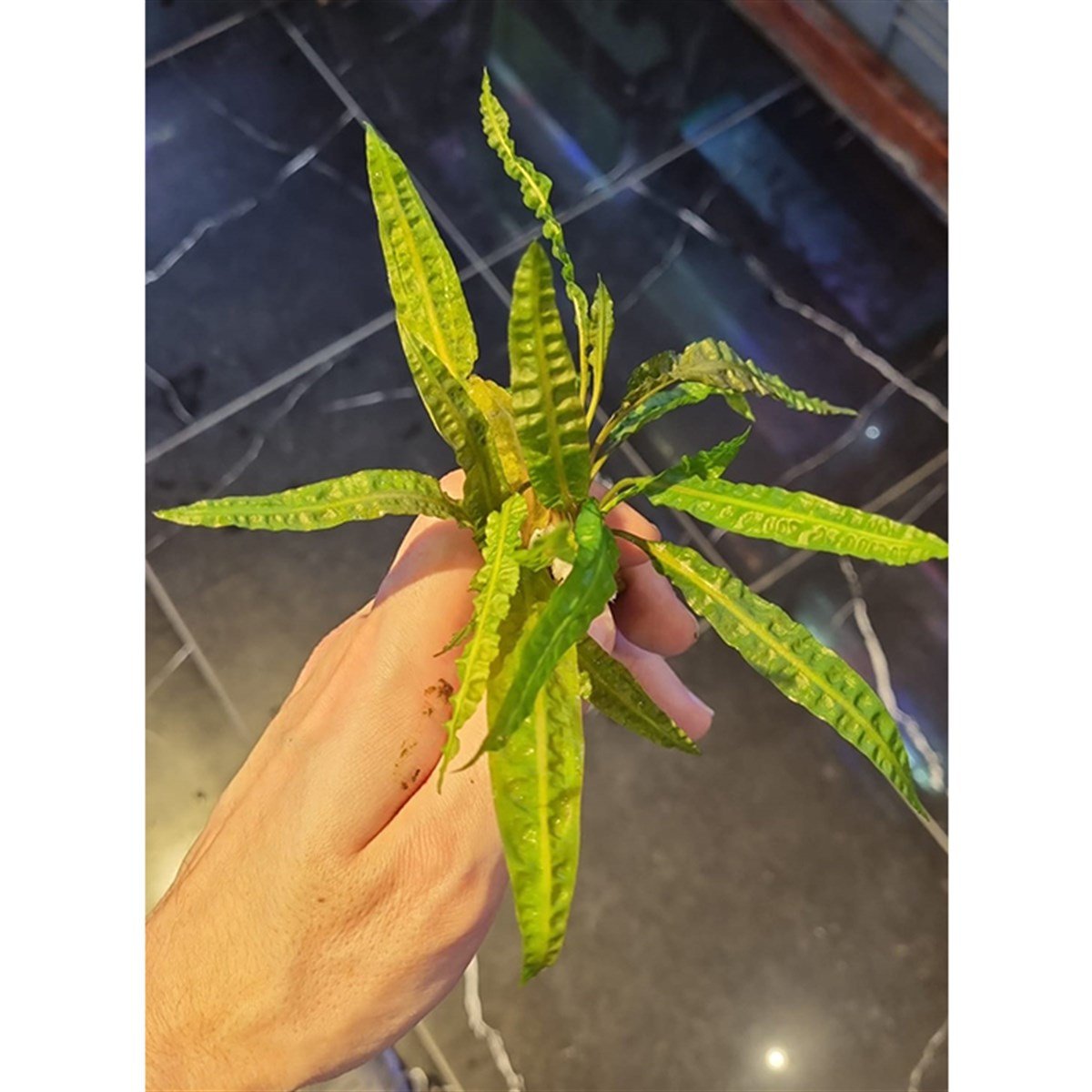 Cryptocoryne usterianaSP1060
