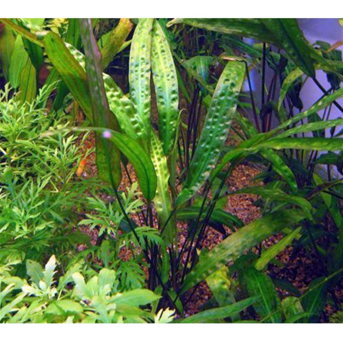 Cryptocoryne usterianaSP1060