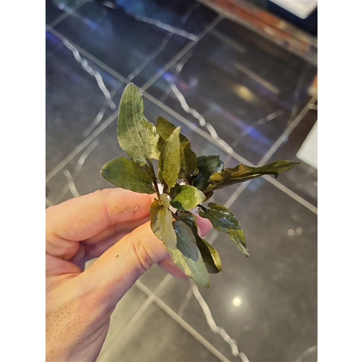 Cryptocoryne wendtii 'broadleaf'SP1057