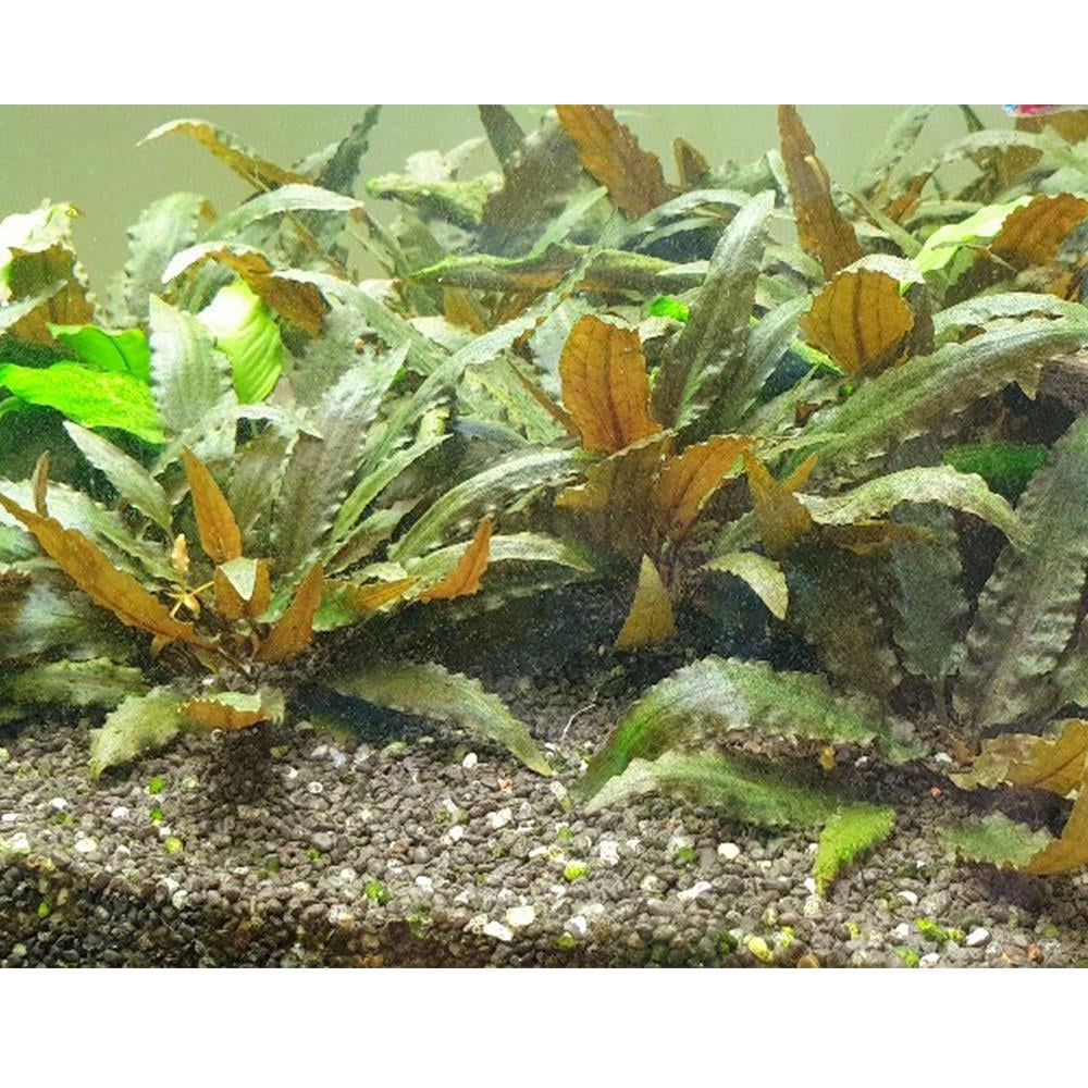 CRYPTOCORYNE WENDTİİ  BROWNGLB200