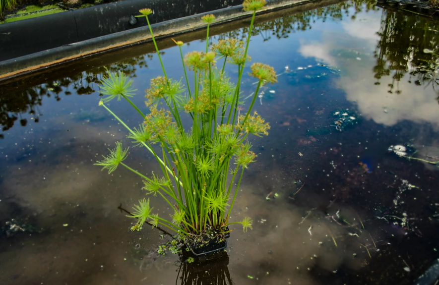 CYPERUS HASPAN SAKSIP549