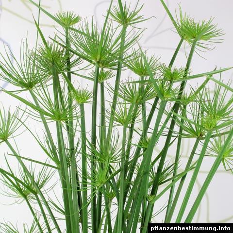 CYPERUS HASPAN SAKSIP549