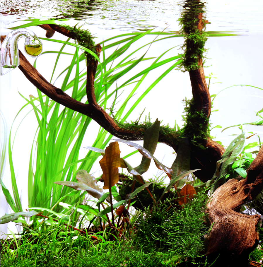 CYPERUS HELFERİ SAKSI- TROPİCA133A